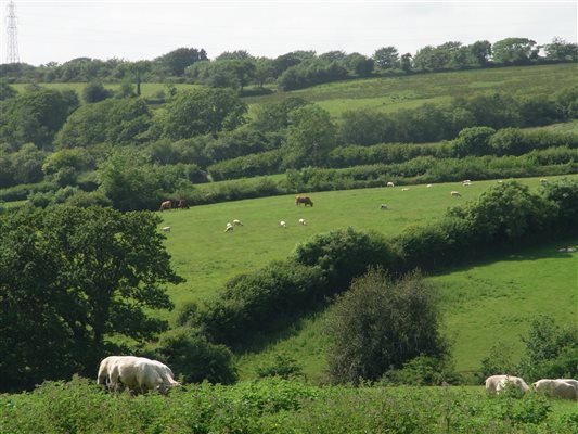 Sheep in the fields Of Forda Farm Bed and Breakfast, EX22 7BS.